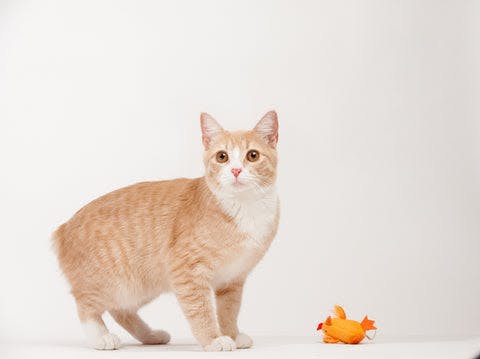 a cat standing next to a fish toy