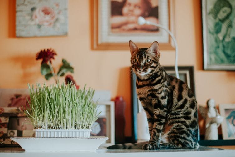 a cat sitting on top of a table next to a potted plant
