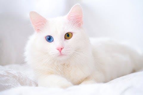 a white cat with blue eyes laying on a bed