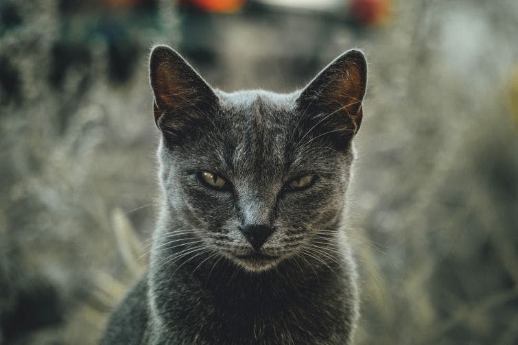 a gray cat with yellow eyes sitting in the grass