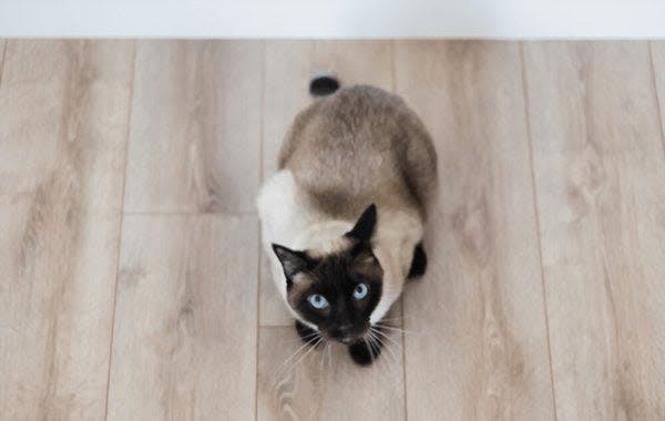 a siamese cat sitting on the floor looking up