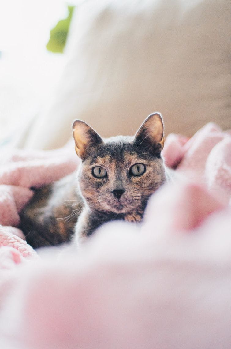 a cat laying on top of a bed covered in a blanket