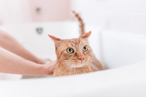 a cat sitting in a bathtub being bathed