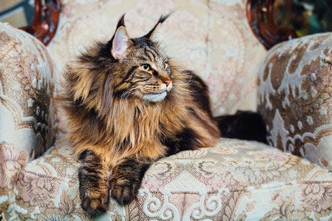 a fluffy cat sitting on a chair in a room