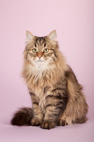 a fluffy cat sitting on a pink surface