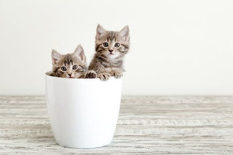 two kittens sitting in a white cup on a table