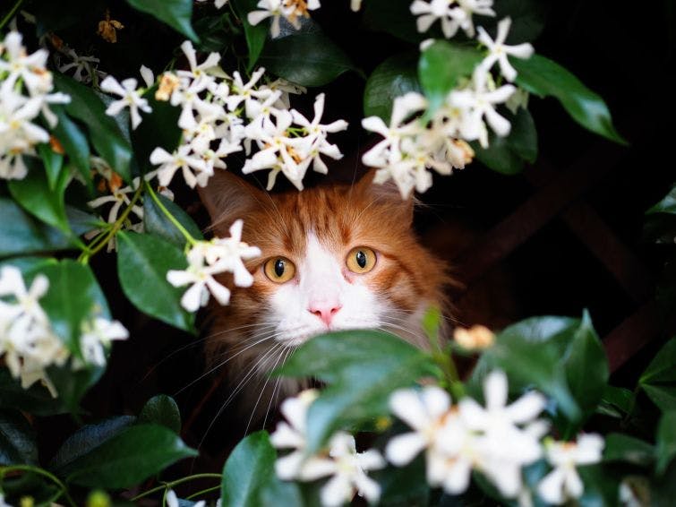 an orange and white cat hiding in a bush of white flowers