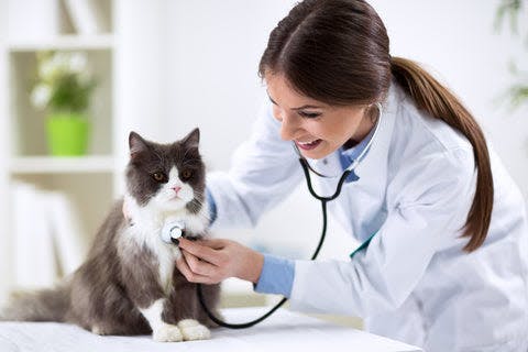 a woman in a white lab coat holding a stethoscope to a cat