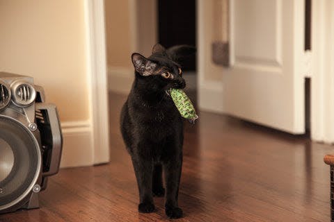a black cat standing on a hard wood floor