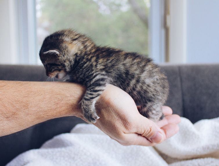 a person holding a small kitten on top of a couch
