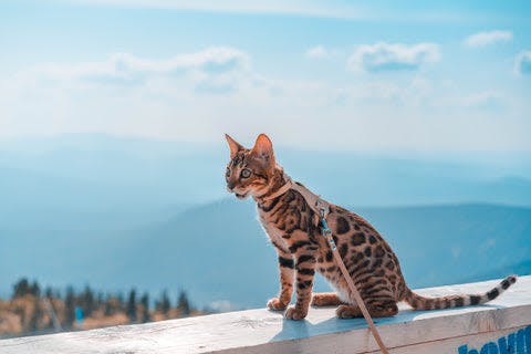 a cat sitting on top of a building with mountains in the background