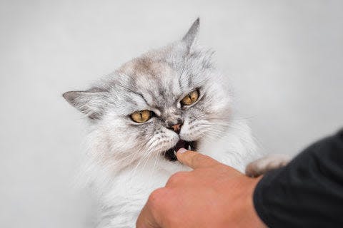 a person petting a cat with its mouth open