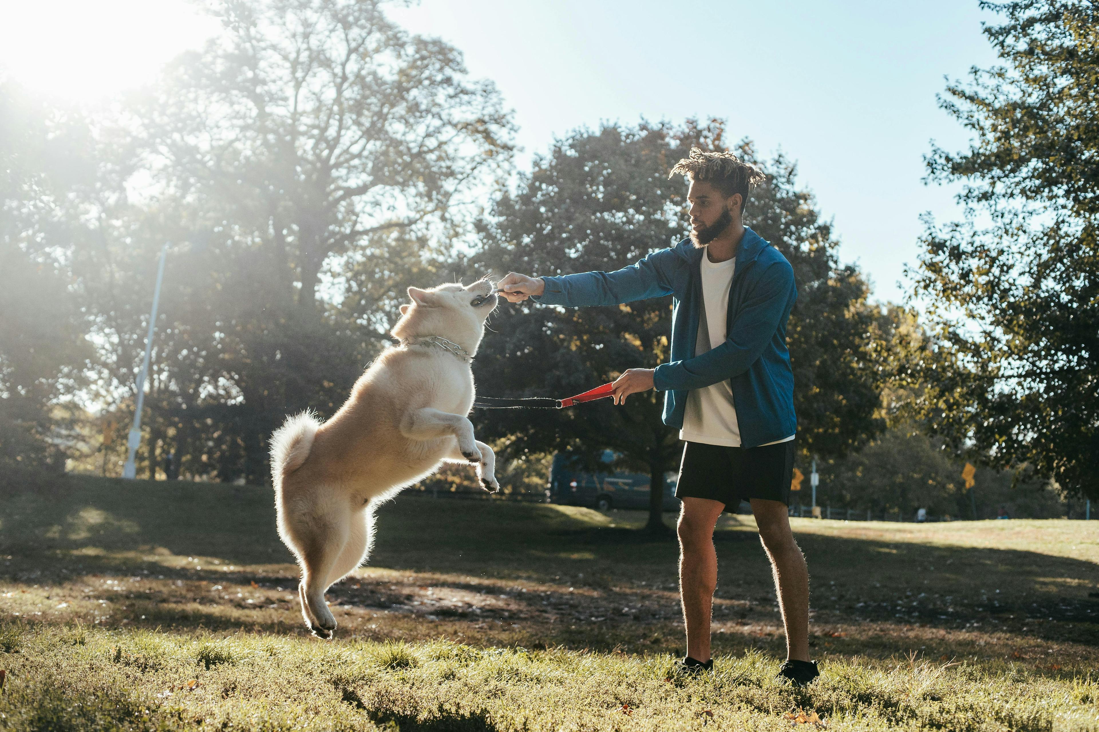 Comprehensive Dog Obedience Training Guide
