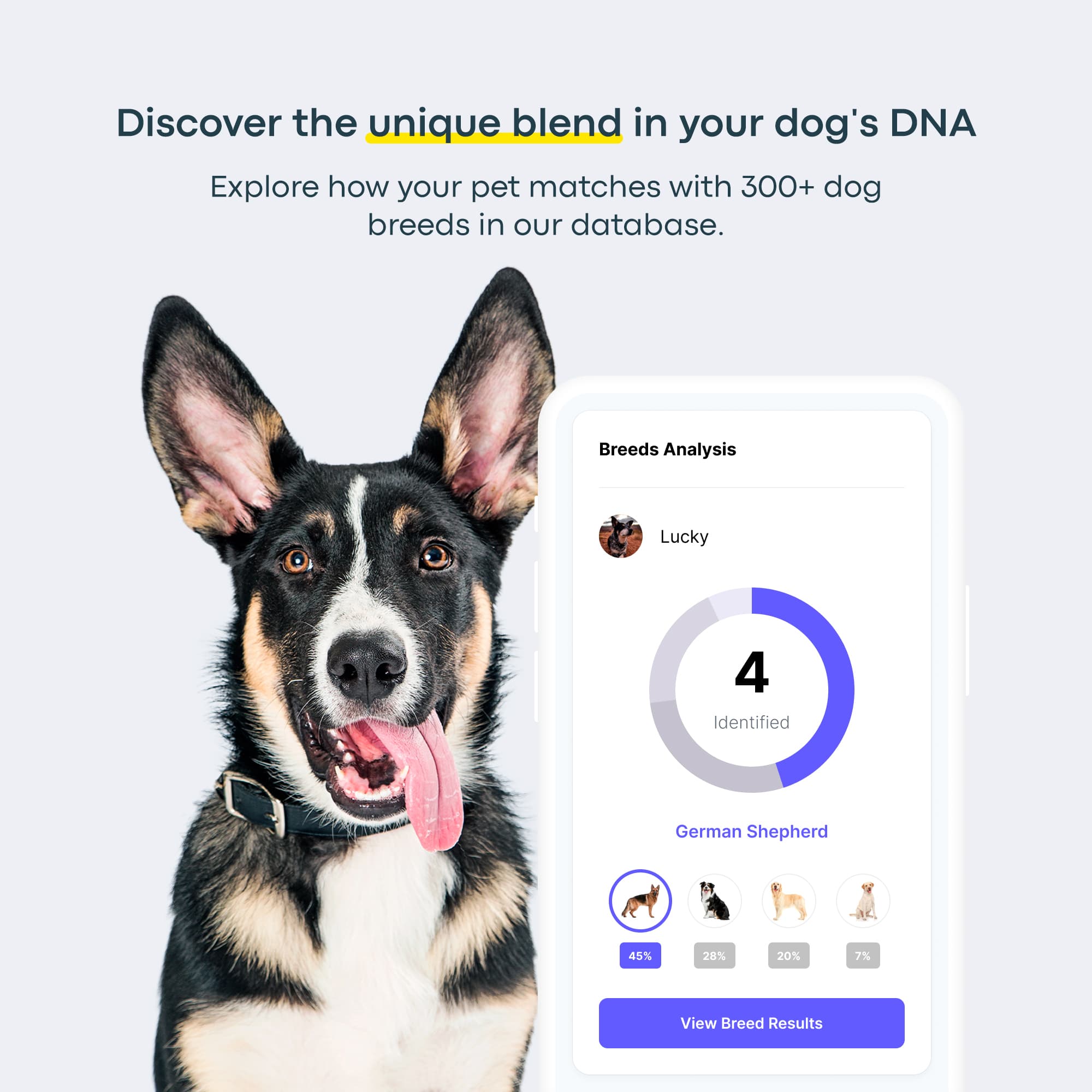 dog dna testing breed results