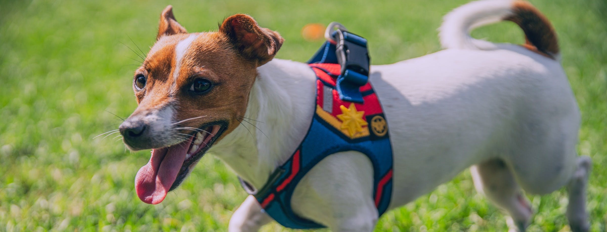 The Ultimate Guide on How to Put a Harness on a Dog