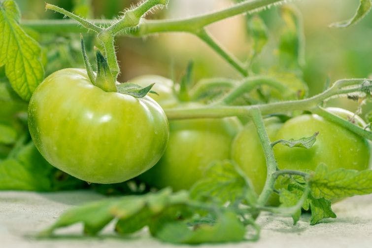 a close up of some green tomatoes on a plant