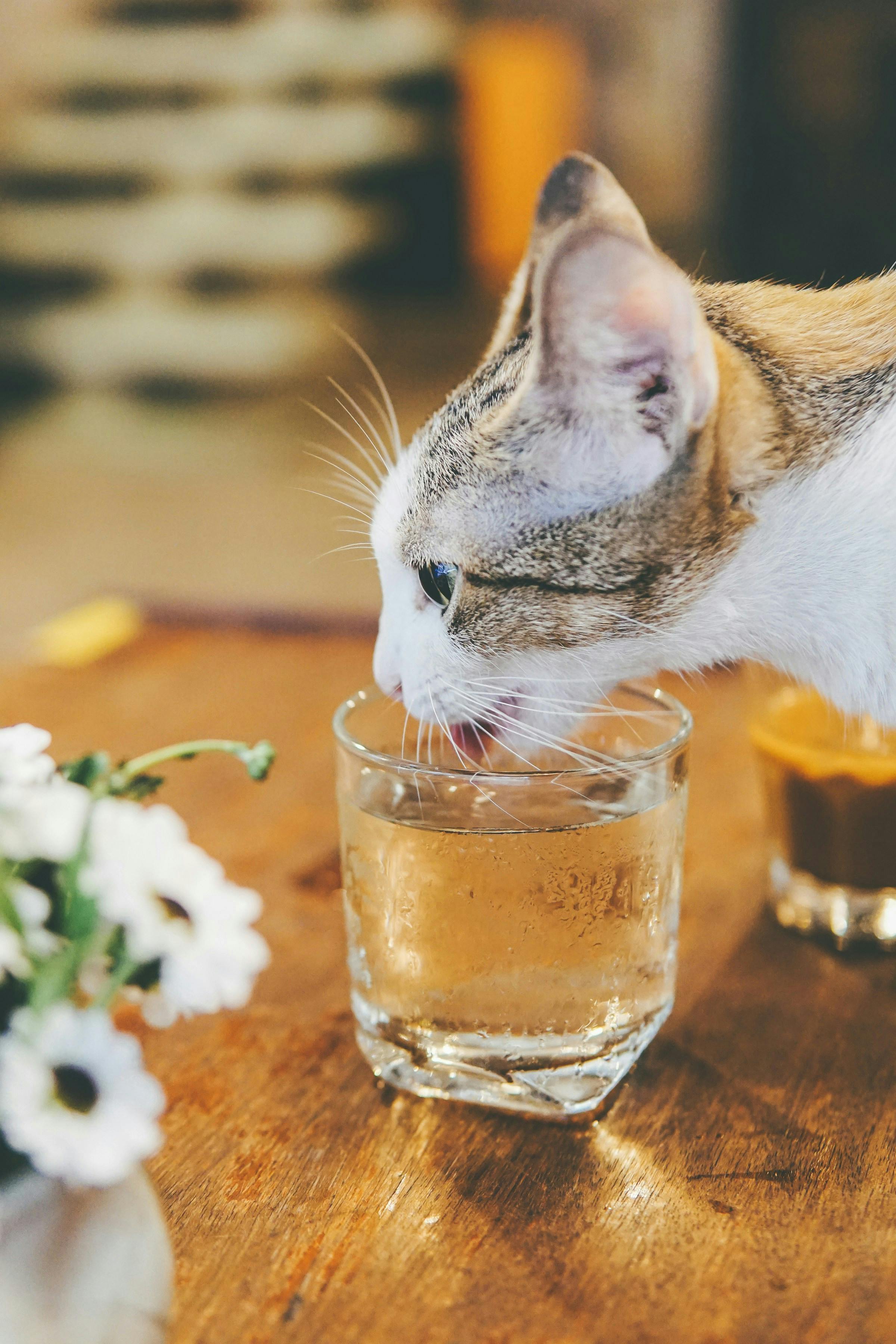 How Much Water Should Your Cat Drink Daily?