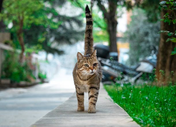 a cat walking down a sidewalk next to a tree
