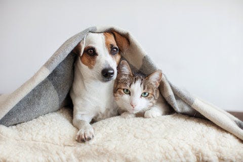 a dog and a cat under a blanket