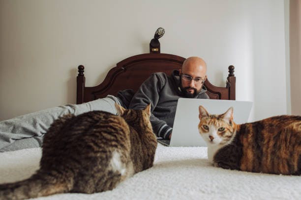 a man sitting on a bed with two cats and a laptop