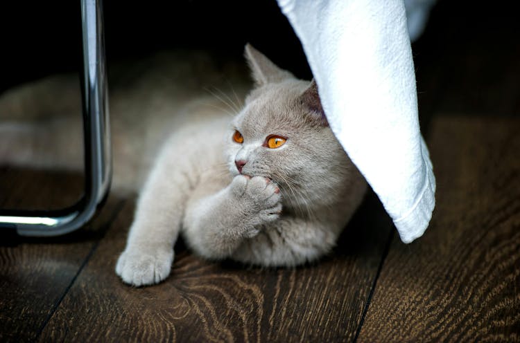 British Shorthair Cat Breed Overview