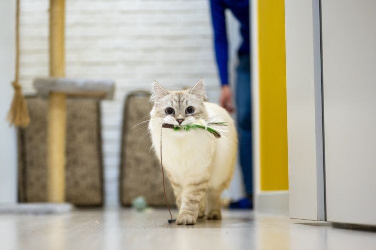 a white cat with a green leaf in its mouth