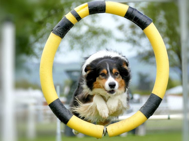 a dog jumping through a yellow and black ring