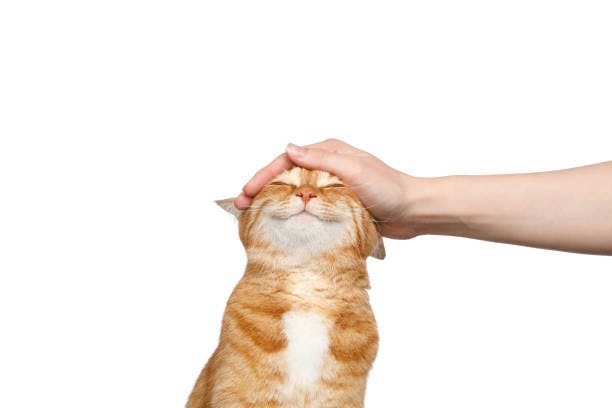 a person petting a cat with their hand