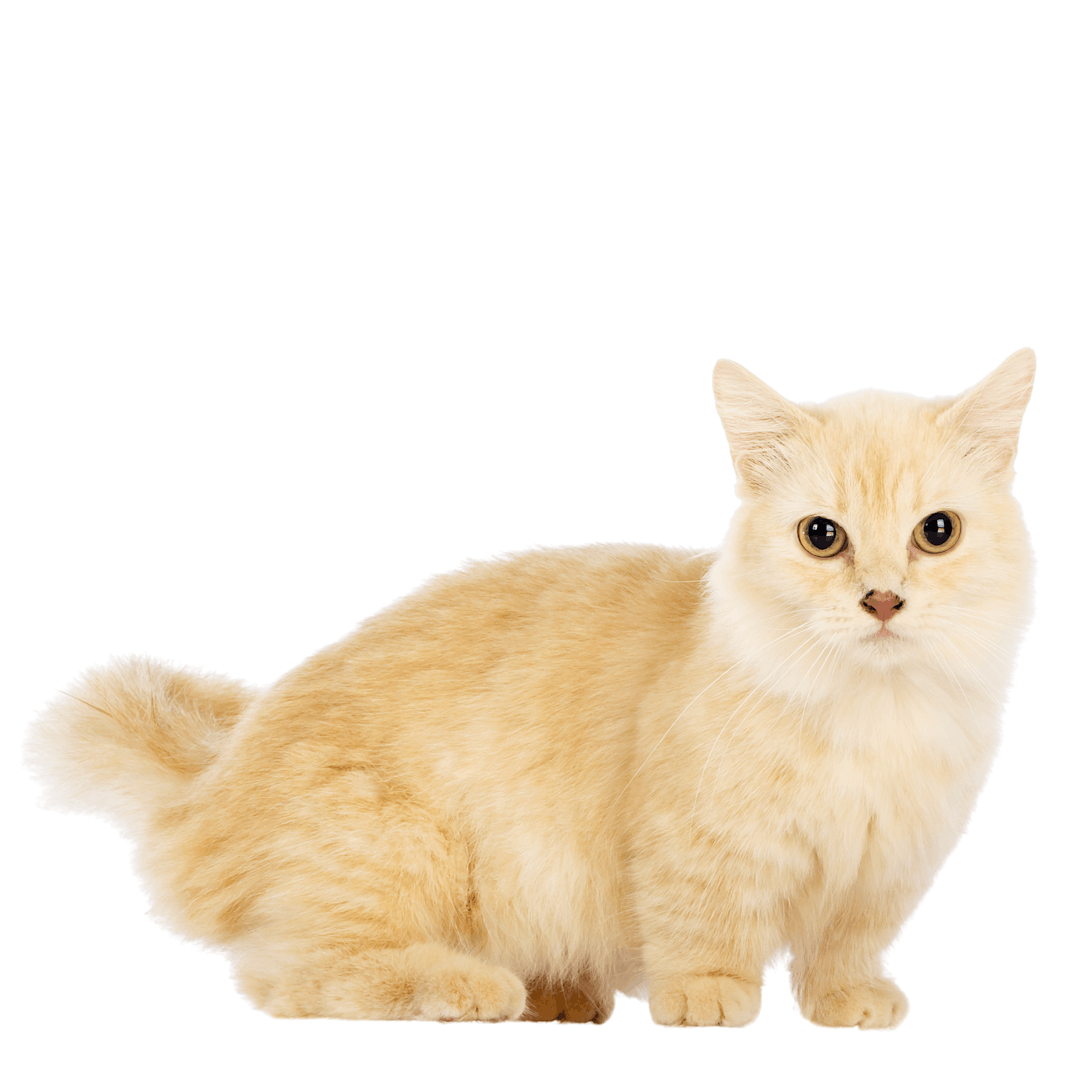Munchkin: Cat breed characteristics & care