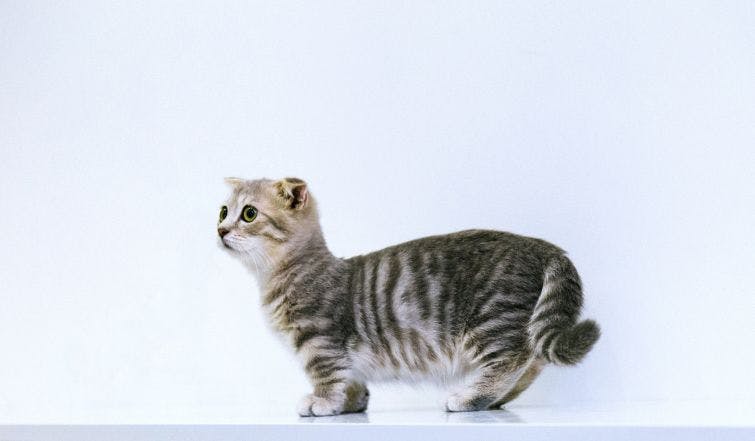 a gray and white cat standing on a white surface