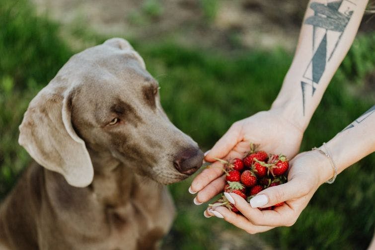 a dog and a person holding a bunch of strawberries