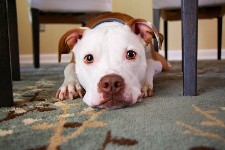 a brown and white dog laying under a table