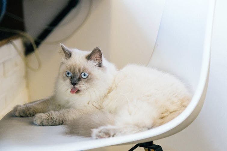 a white cat sitting on a white chair
