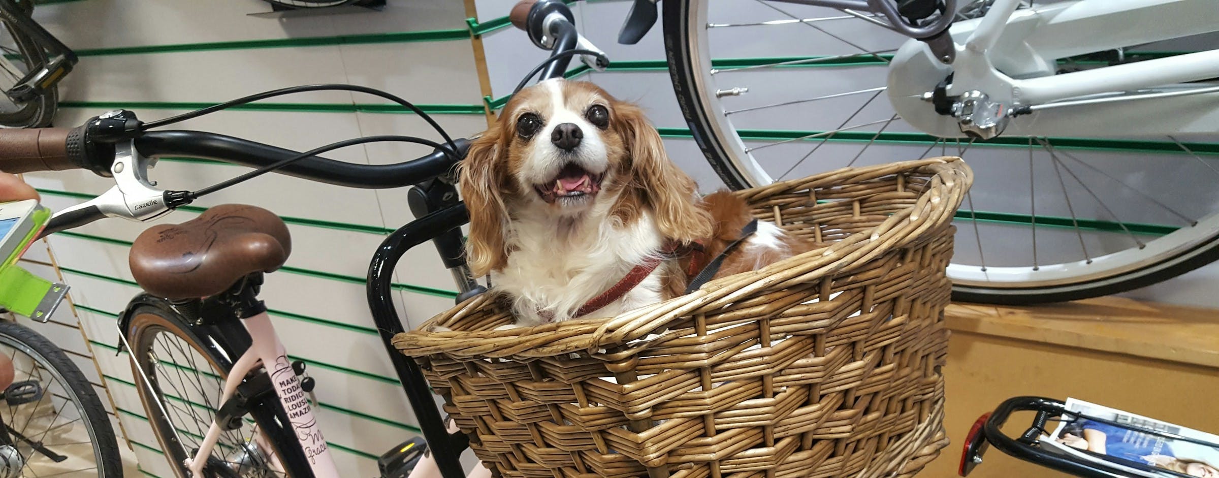 Dog Basket for Bike