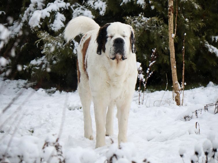 a large white dog standing in the snow