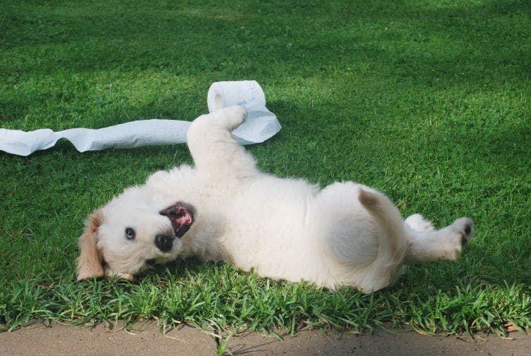a dog rolling around on its back in the grass