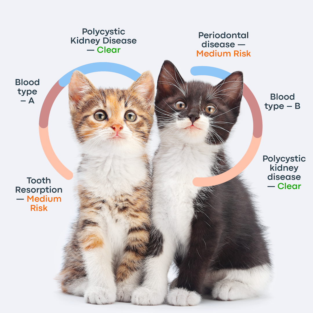 two kittens with DNA health insights