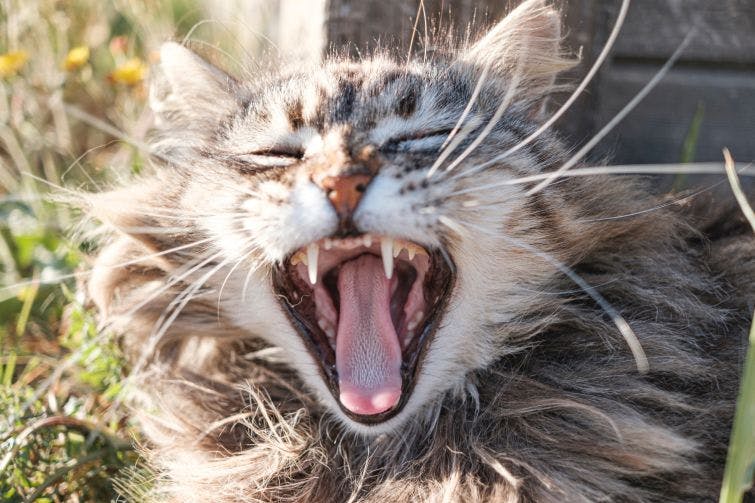 a close up of a cat yawning in the grass