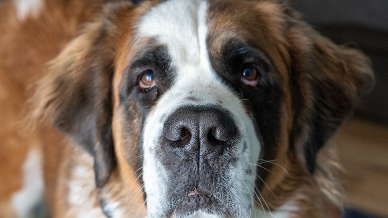 a close up of a brown and white dog