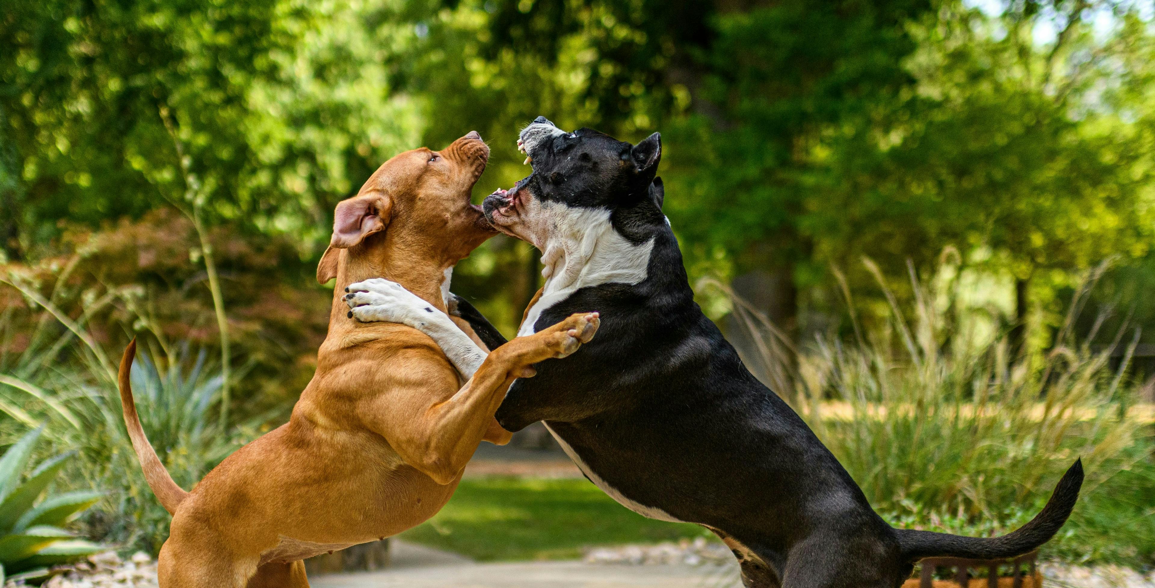 How to Break up a Dog Fight