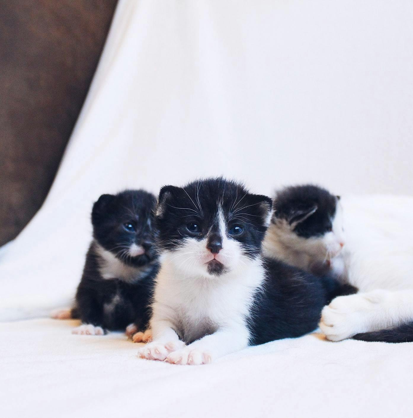 Pregnant Cat & Newborn Kitten Facts - Furry Friends