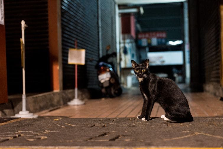 a black cat sitting on a sidewalk in an alley