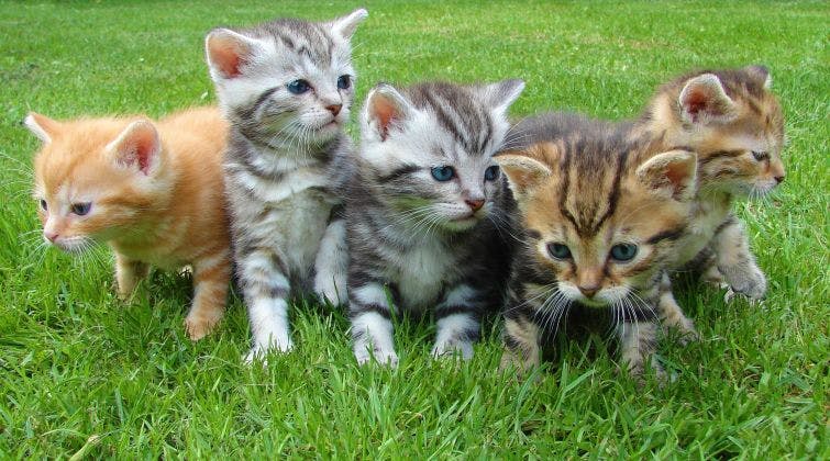 a group of kittens are standing in the grass