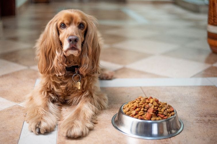 a dog sitting next to a bowl of food