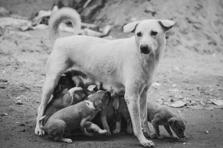 a large white dog standing over a group of puppies