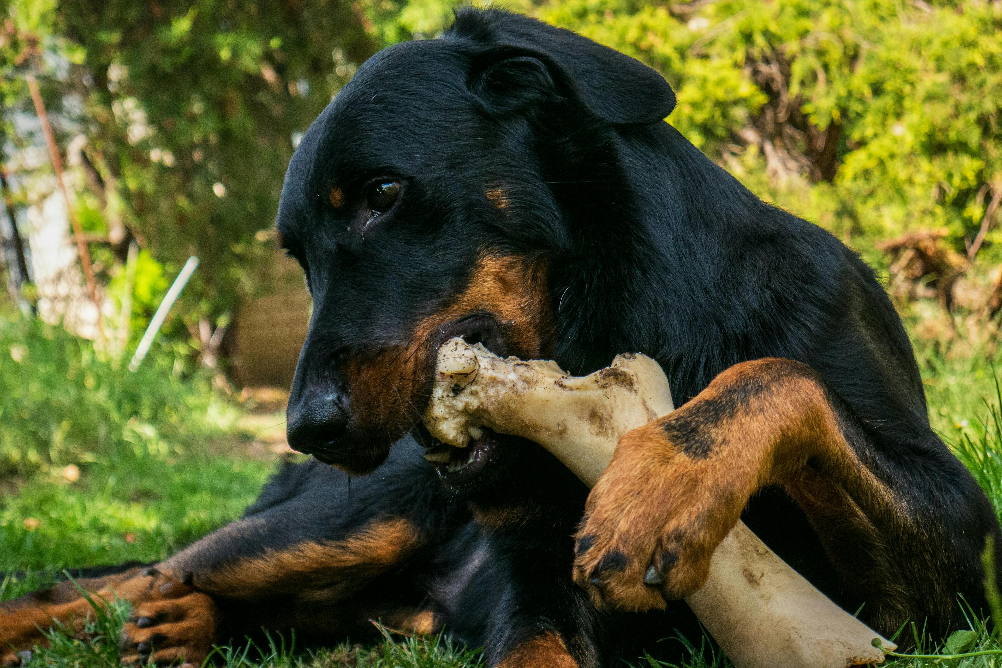 Why Do Dogs Bury Bones?