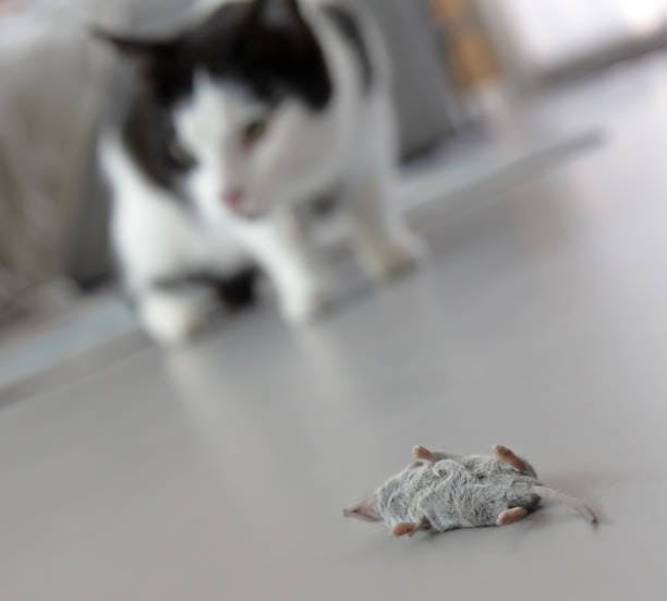 a black and white cat looking at a dead mouse