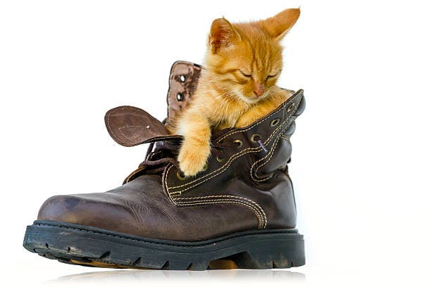 a small kitten sitting inside of a brown boot