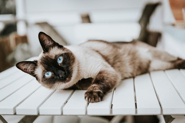 a siamese cat laying on top of a white table