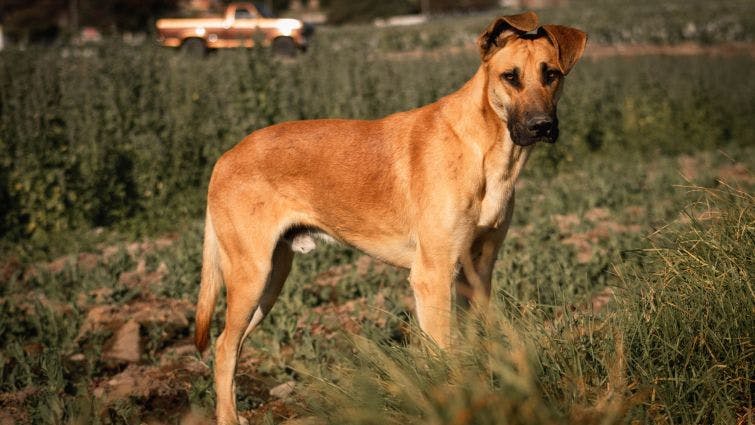 a large brown dog standing in a field